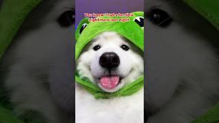 It’s Monday  #funny #pets #dogshorts #cutedog #cute #samoyed #tiktok #shirothehero ib:lorenapages