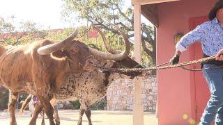 Western Heritage Parade Cattle Drive preview