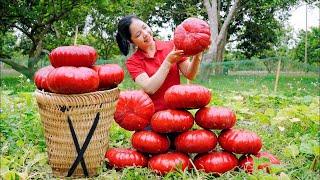 How to Harvest Giant PumpkinsCooking | Gardening | Minh Daily Harvesting