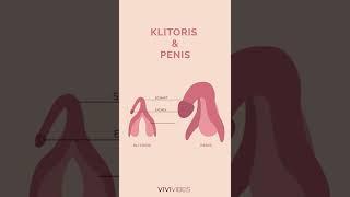 Klitoris vs. Penis Animation