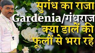 सुगंध का राजा गंधराज/Gardenia में क्या डालें और कैसे लगायें की फूलों से भरा रहे || Gardenia A-Z Tips