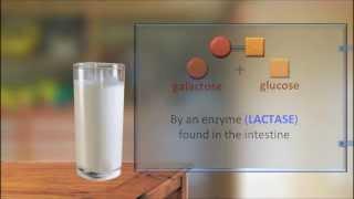 Lactose Intolerance 2  (IQOG-CSIC)