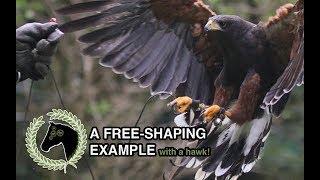 Free shaping example - training complex behaviours with minimal effort and stress