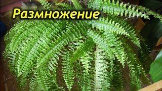 Как размножить папоротник. 3 способа успешного размножения.