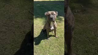 2 year old brindle xl American bully #americanbully #brindle #foryou #pitbull #foryoupage