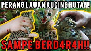 BUAS! KING OF THE JUNGLE VS KUCING HUTAN! JARI HAMPIR PUTUS!!! SERVAL INDONESIA  #KINGOFTHEJUNGLE