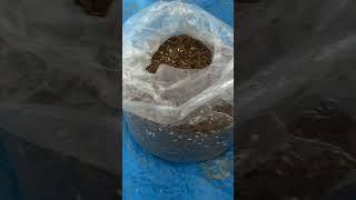 Button Mushroom substrate ready with boiling method Part 1 #buttonmushroom #mushroomspawn