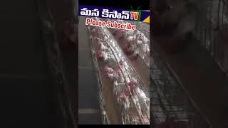 Layer Poultry Farm |Egg Layer Poultry Farm Businesses | Hens Farming | Kolla Pempakam |Mana Kisan Tv