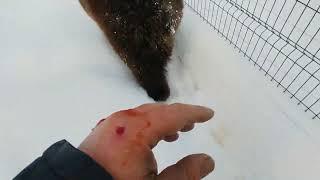 Медведь и человеческая кровь!