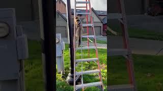Sophie ladder climbing