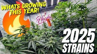 2025 Fire Strains Growing NOW!