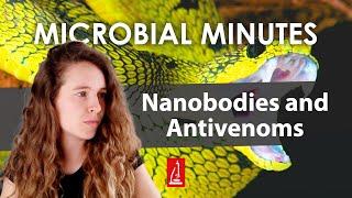 Phage Display and Nanobodies: Treating Venomous Snake Bites