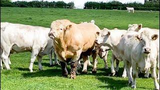 Charolais bull doesn't like to waste any time with the cows, starts the action within a minute