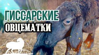 Наши Гиссарские овцематки