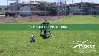 PSA: $5 pet adoptions throughout June!