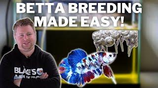EASY! How to Breed Bettas Step by Step