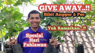 GIVE AWAY BIBIT & POC SPESIAL HARI PAHLAWAN... YUK.. RAMAIKAN KAWAN..!!!