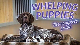 Complete Guide To Whelping A Litter Of Puppies