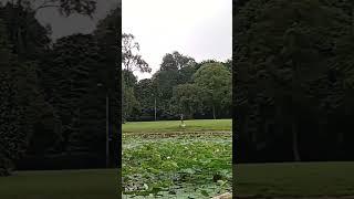 Istana bogor vs kebun Raya bogor