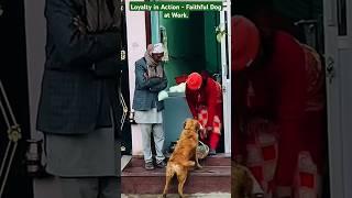 Faithful Dogs | The True Definition of Devotion | Loyalty in Action Faithful Dog at Work |#shorts