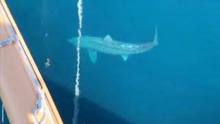 Humongous Shark Makes Ship Passengers Look Tiny