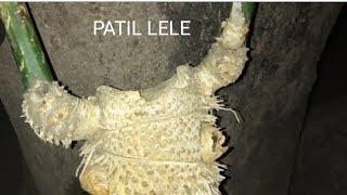 P4T1L LELE BERTU4H BOBEN CHANNEL