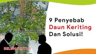 9 Penyebab Daun Cabe Keriting, Lengkap dengan Solusi!