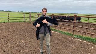 Reuniting a lost calf with it’s mother.