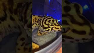 leopard lizard gecko reptiles king of leopard #lizard #leopardgecko #reptileexpo #reptiles #shorts