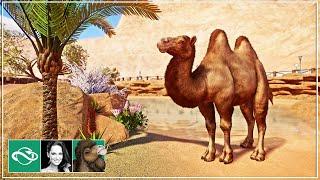  New franchise in the Desert | Bactrian Camel Habitat | Franchise Mode | Planet Zoo | Ep. 1 |