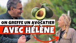 Comment greffer un avocatier (ou n'importe quelle autre plante) avec Hélène de Fougerolles ! 