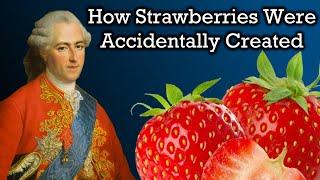 The Unbelievable History of Strawberries