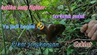 Gak perlu waktu lama waktu untuk pikat jongkangan #pikatanburung #jongkangan