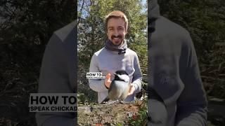 How to Speak Chickadee #naturalist #natureeducation #birdsong #blackcappedchickadees #birdcalls