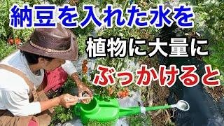 【仰天！】園芸店では教えてくれない納豆のとんでもない活用法　　　【カーメン君】【家庭菜園】【初心者】