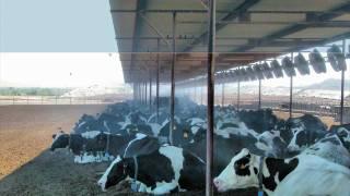 Schaefer FlipFan® Dairy Cooling System for cow comfort to combat heat stress, day and night