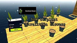How To Plant Strelitzia Flowers || Survival On Raft