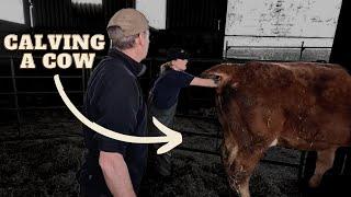 How to calve a cow