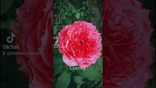 EDROSES/Троянда  Корона (Corona)  Junko Kawamoto, Японія, 2010 .Чайно-гібридні (Hybrid Tea)