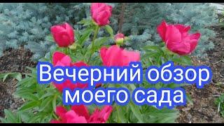 ВЕЧЕРНИЙ ОБЗОР ЦВЕТУЩЕГО САДА НА 11 ИЮНЯ 