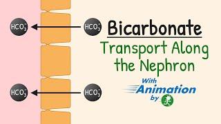 Bicarbonate Reabsorption in the Nephron | Carbonic Anhydrase | Acid-Base Balance | Renal Physiology