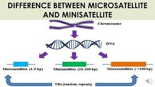 DIFFERENCE BETWEEN MICROSATELLITE AND MINISATELLITE