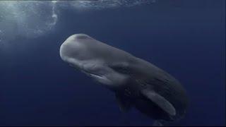 Sperm Whales Dealing : With The Unexpected - Wildlife Documentary