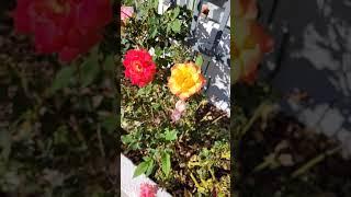 Single Rose Plant Produces Incredible Multiple Color Rose Flowers at a Time (非嫁接可同时开放多种花色的月季玫瑰)