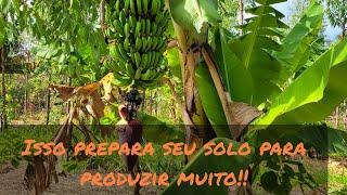 Sucessão na Agrofloresta!!!