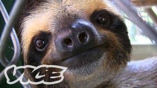 Baby Sloth Sanctuary In Costa Rica! | The Cute Show