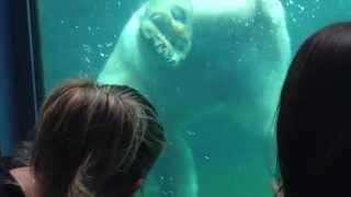 Polar Bear swimming to get food in Budapest Zoo