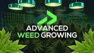 FiveM Advanced Weed Growing Script [ESX/QB/QBox/Ox] | Lation Scripts