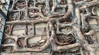 Square Root of a Tree