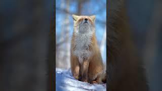 Random Fact - Foxes Edition #foxfacts #naturalworld #animalfacts #animalshorts #randomfact